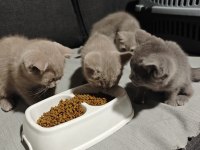 British Shorthair Her Renk Her Türden Yavrular