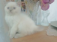 British shorthair blue point yavrular