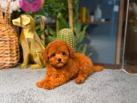 Garantili Poodle Bebekler