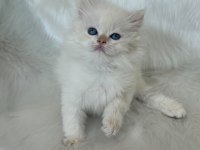 ŞAMPİYON KAN HATTINDAN BRITISH LONGHAIR BY1233 ERKEK