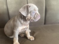 New shade isabella tan french bulldog