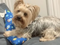 Uyguna wc eğitimli bakımlı köpeğimiz