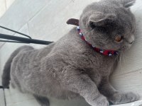 Ücretsiz Sahiplendirecek Takip Şartı İle Scottish Fold