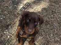 A+ Kalite Yavru Dobermanlar