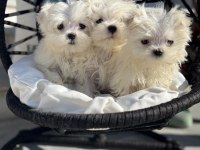 Petmode köpek çiftliğinden kore kan maltese