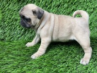 PUG MOPS MUHTEŞEM GÜZELLER