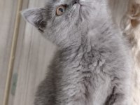 Acil sahiplendirilecektir 2 aylık eğitimli british shorthair