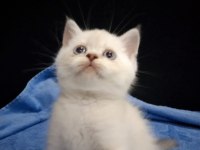 Blue point british shorthair