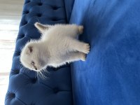 Bebek Yüz Scottish Fold Blue Point yavrularımız A kalite