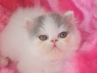 FULL SECERELI EXOTIC SHORTHAIR YAVRULAR
