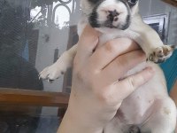 FRENCH BULLDOG DİŞİ YAVRULAR