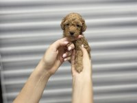 Toy poodle yavrularımız yeni yuvalarını arıyor