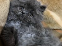 SAFKAN İRAN PERSİAN ERKEK