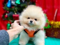 Pomeranian teddy face yavru köpekler