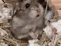 Gonzales Hamster Yavrular Heryere Gönderim