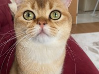 British shorthair golden