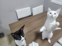 Kedimiz leo ailesini arıyor