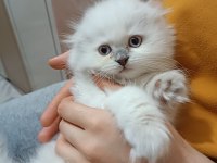 5 Aylık yeni yuvasına hazır kedim