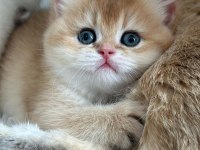 Safkan şecereli golden ny25 british shorthair