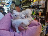 BİBLO GİBİ BRİTİSH BEBEKLER ACELE EDEN KAZANIR