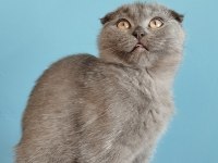 Son Scottish Fold Efsun Teslime Hazır