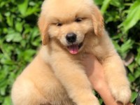 GOLDEN RETRİEVER PUPPİES