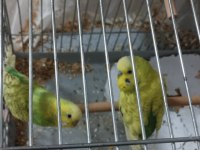 Çift Muhabbet kuşu ve kuş kafesi
