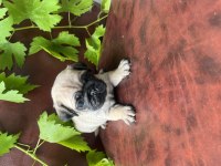 HAMBURGER SURAT PUG MOBS BEBEKLERİMİZ