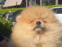 Pomeranian boo yavrularımız