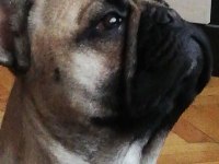 FCI/KIF A Şecere Belgeli Show Class Erkek French Bulldog