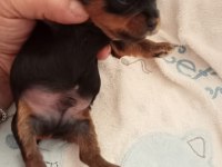 Orjinal 2 erkek yorkshire terrier