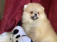 Yakışıklı bir erkek pomeranian