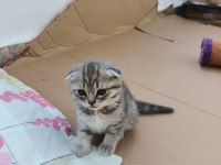 Neşe kaynağı oyuncu scottish fold yavru kedimiz