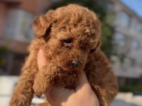 ORİJİNAL KAN POODLE BEBEKLER