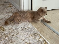 2. yaşında ücretsiz dişi british shorthair acil
