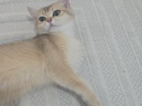 Güzel British Shorthair Kızım