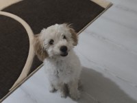 Sevimli mid poodle