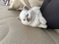 A kalite 2 aylık scottish fold yavrular