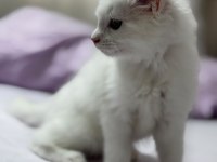 Beyaz prenses maine coon