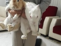 Her şeyiyle sahiplendirelecektir 3 yavru anne baba tavşan