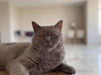 Çok tatlı bir british longhair