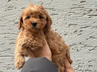 Sevimli ve Safkan Poodle Yavrular