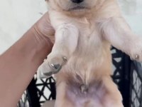 Golden retriever köpeği yavrularımız