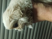Irkına has pekinez köpekler