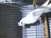 Anne baba albino mutasyon sultan papağanı yavrular