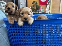 Maltipoo yavruları