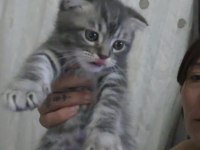 Scottish fold bebiş kediler
