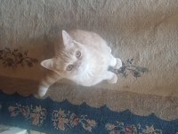 Mama fiyatına sahiplendirecek british shorthair