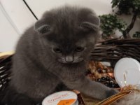 21 Şubat 2024 doğumlu safkan scottish fold yavrumuz