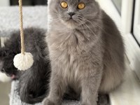 Ücretsiz british longhair kedisi